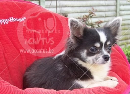 Langharige Chihuahua